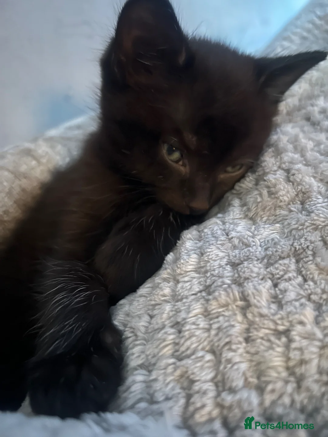 Mixed Breed cats for sale: Male kitten - Advert 2