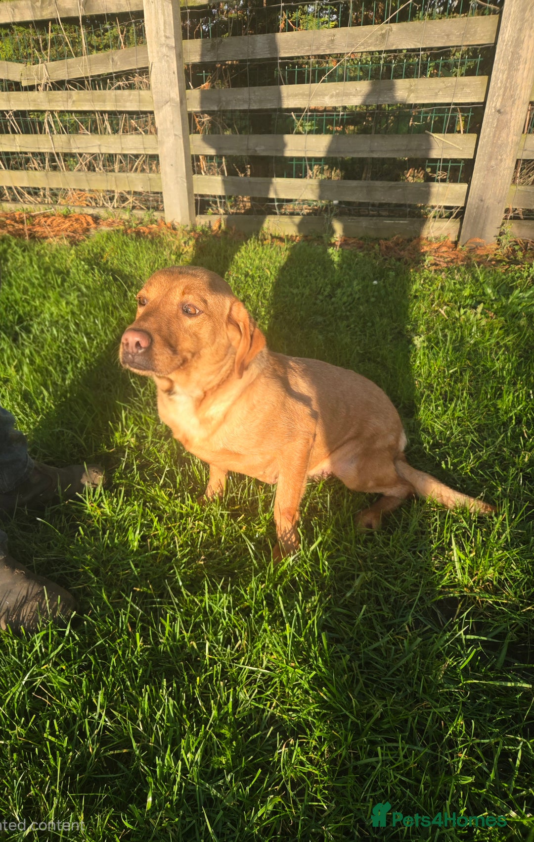 Labrador Retriever dogs for sale: 🧡 Retired gundog fox red labrador 🧡 - Advert 5