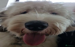 Old English Sheepdog dogs for stud: OLD ENGLISH SHEEPDOG for Stud KC Registered - Image 5