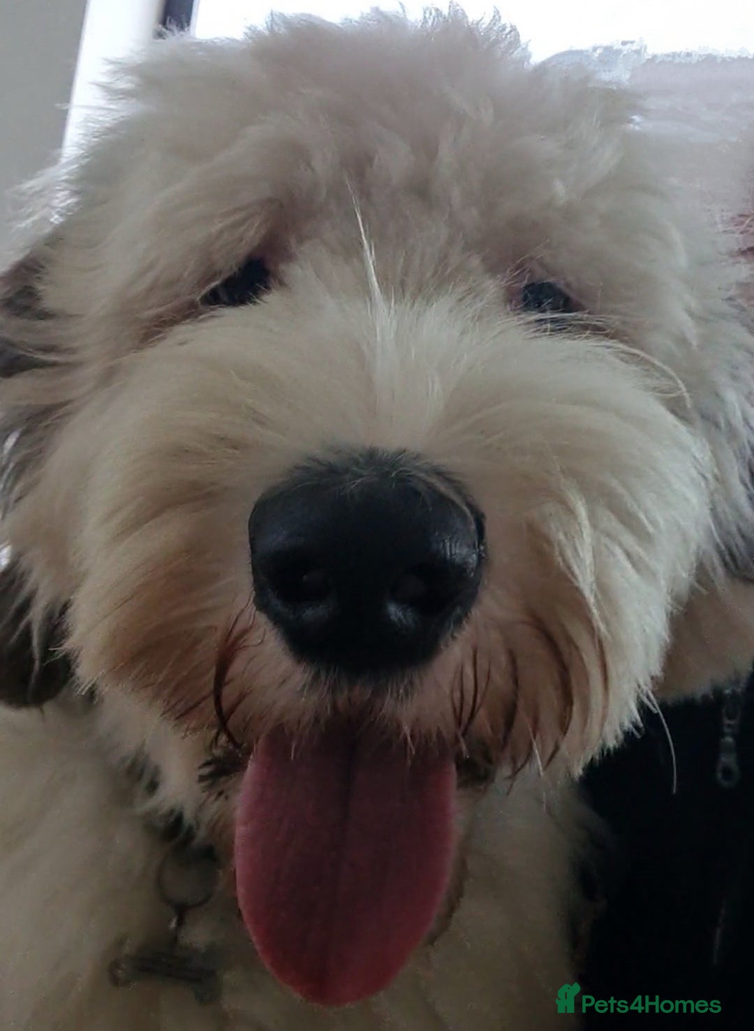 Old English Sheepdog dogs for stud: OLD ENGLISH SHEEPDOG for Stud KC Registered - Image 5