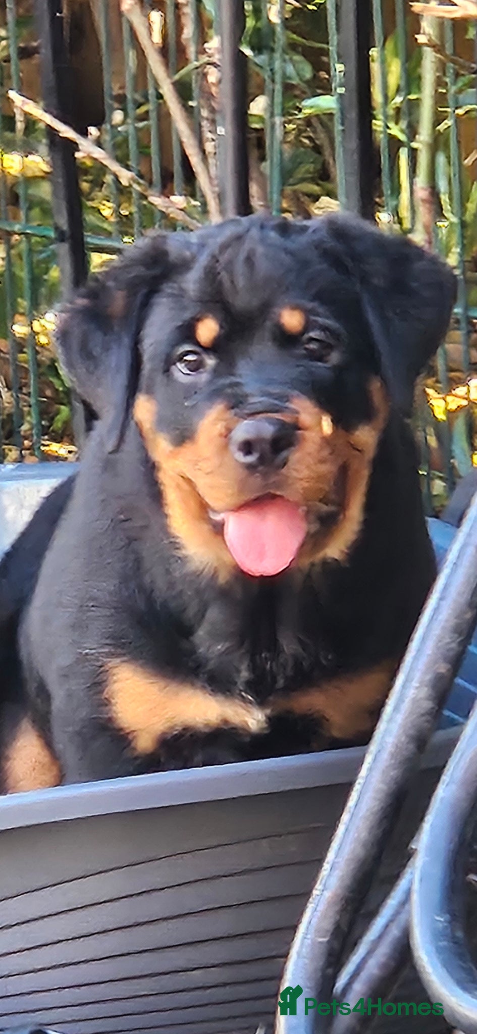 Rottweiler dogs Beautiful chunky puppies vet checked clear  - Advert 6