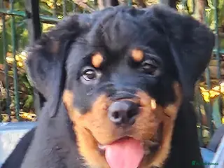 Rottweiler dogs Beautiful chunky puppies vet checked clear - Advert 6