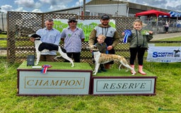 Whippet dogs for sale: Rare colours full pedigree KC Reg whippet pups  - Image 14