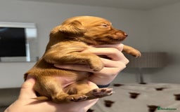 Cocker Spaniel dogs for sale: Red Cocker Spaniel Puppies - Image 7