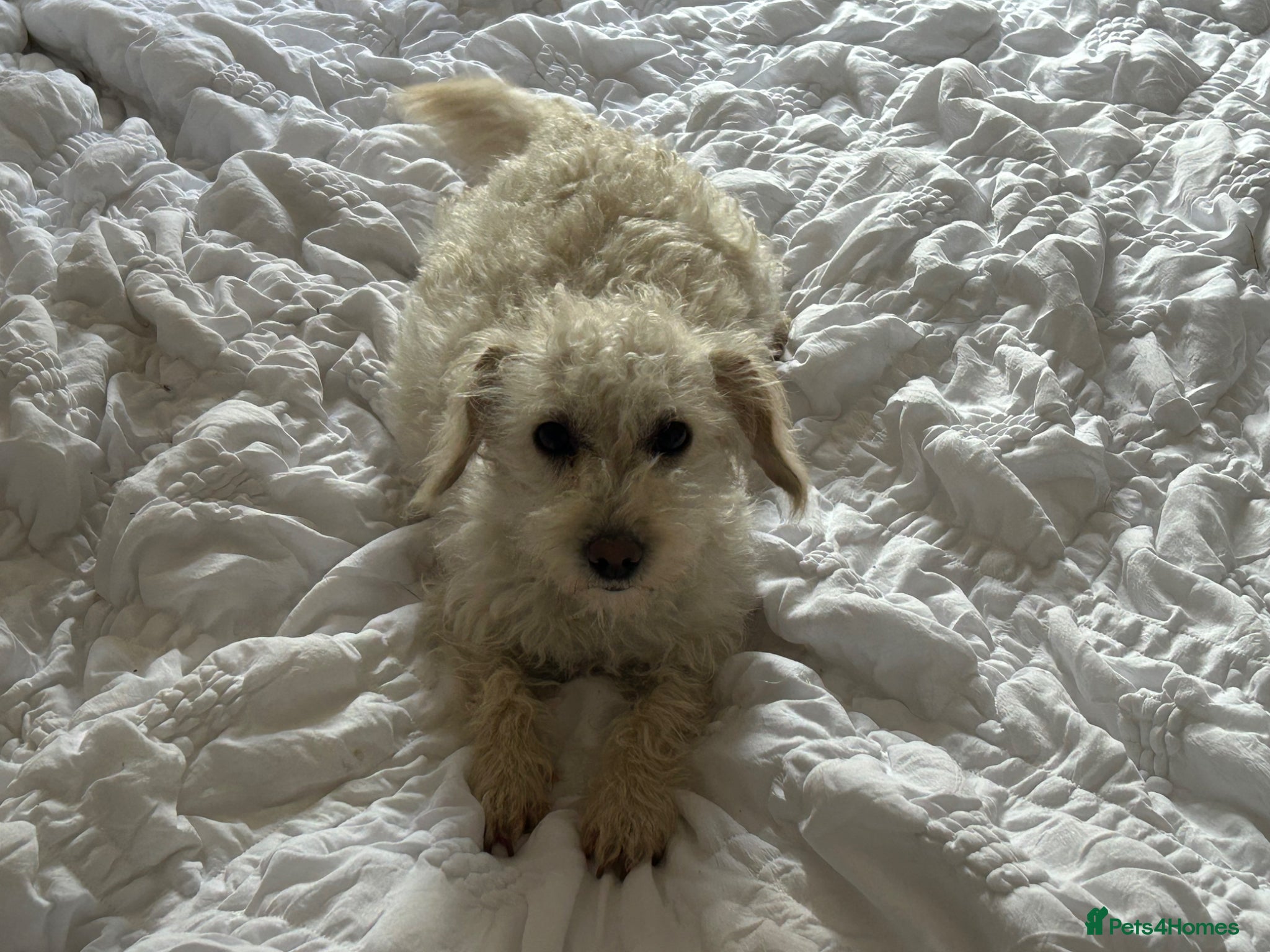 Mixed Breed dogs Cockapoo/chi-rus x cockapoo puppies - Advert 8