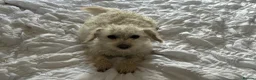 Mixed Breed dogs for sale: Cockapoo/chi-rus x cockapoo puppies - Advert 1