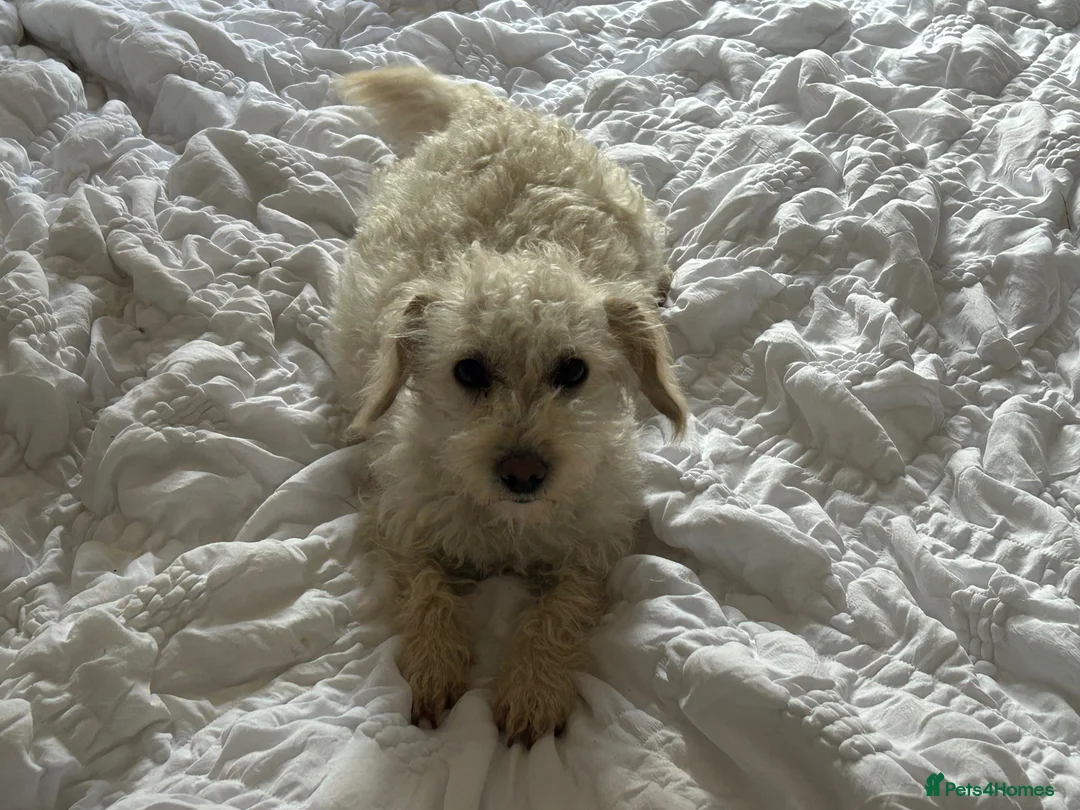 Mixed Breed dogs for sale: Cockapoo/chi-rus x cockapoo puppies - Advert 1