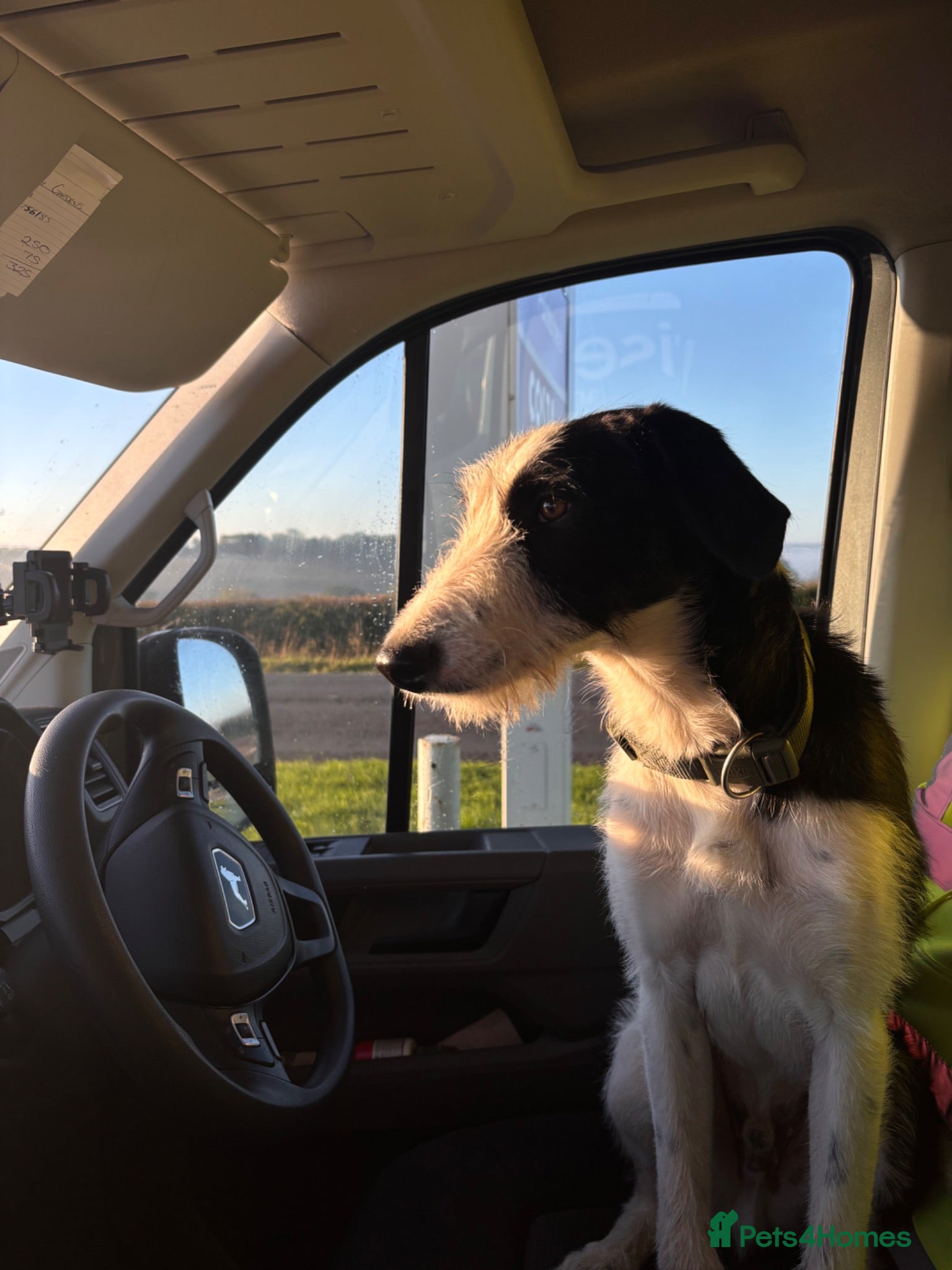 Mixed Breed dogs MALE lurcher  - Advert 3