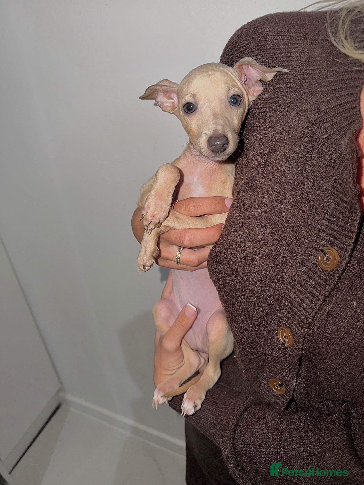 Italian Greyhound dogs *Only 1 boy left ready to go* KC Italian Greyhound - Advert 6