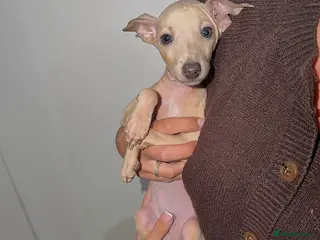 Italian Greyhound dogs *Only 1 boy left ready to go* KC Italian Greyhound - Advert 6