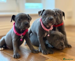 Staffordshire Bull Terrier dogs - Advert 4