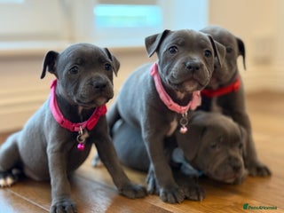 Staffordshire Bull Terrier dogs - Advert 3