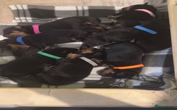 Rottweiler dogs for sale: Full thoroughbred Rottweilers available - Image 11