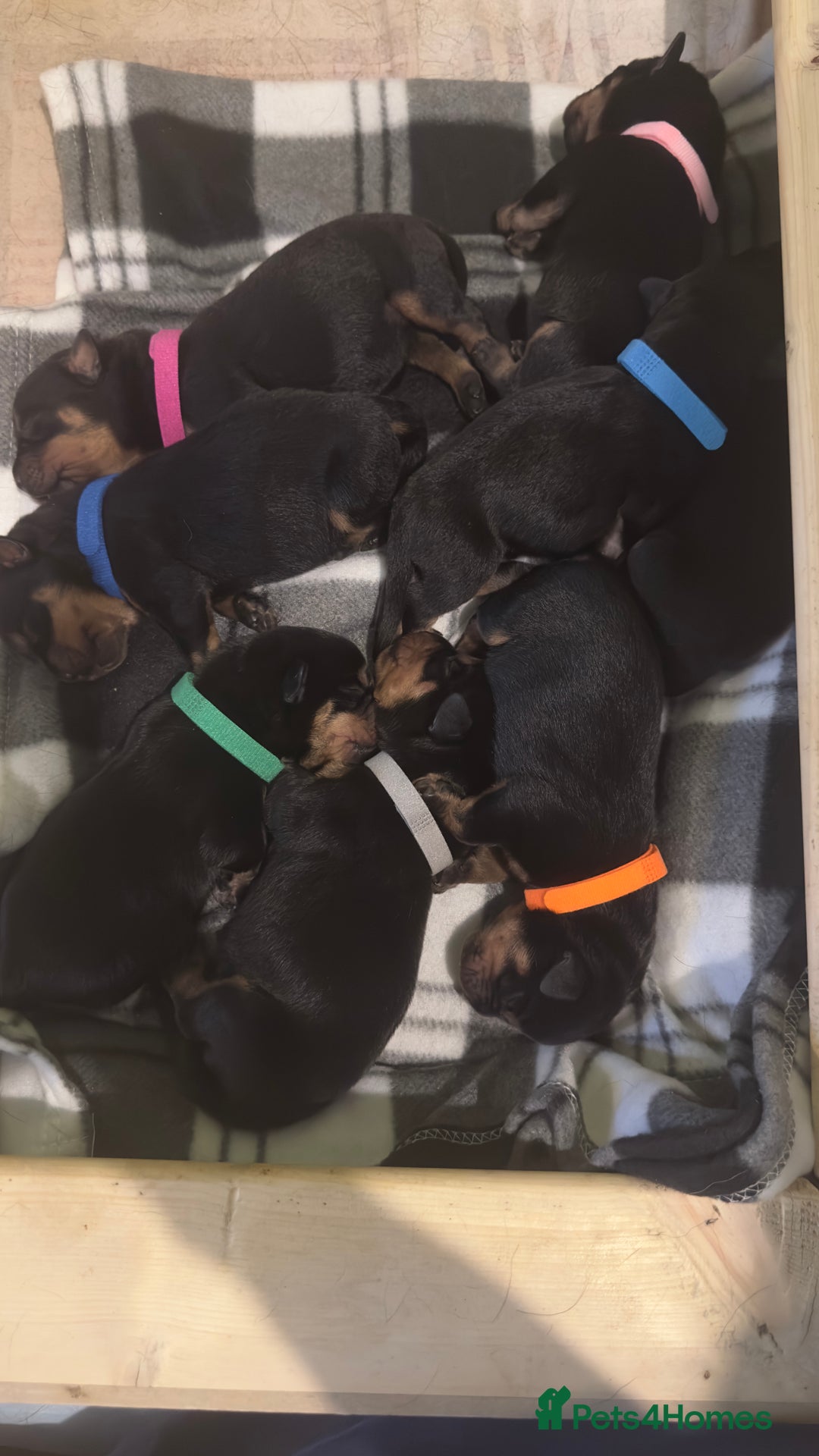 Rottweiler dogs for sale: Full thoroughbred Rottweilers available - Image 11
