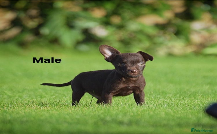Patterdale Terrier dogs 5⭐️RATED LICENSED AND REGISTERED  - Advert 2