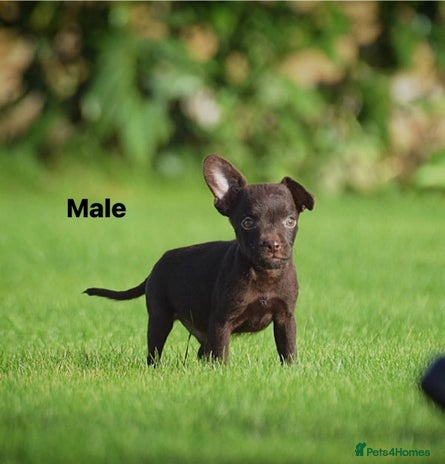 Patterdale Terrier dogs 5⭐️RATED LICENSED AND REGISTERED - Advert 2