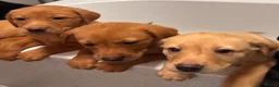 Labrador Retriever dogs for sale: Labrador puppies fox red black and golden litter  - Advert 3