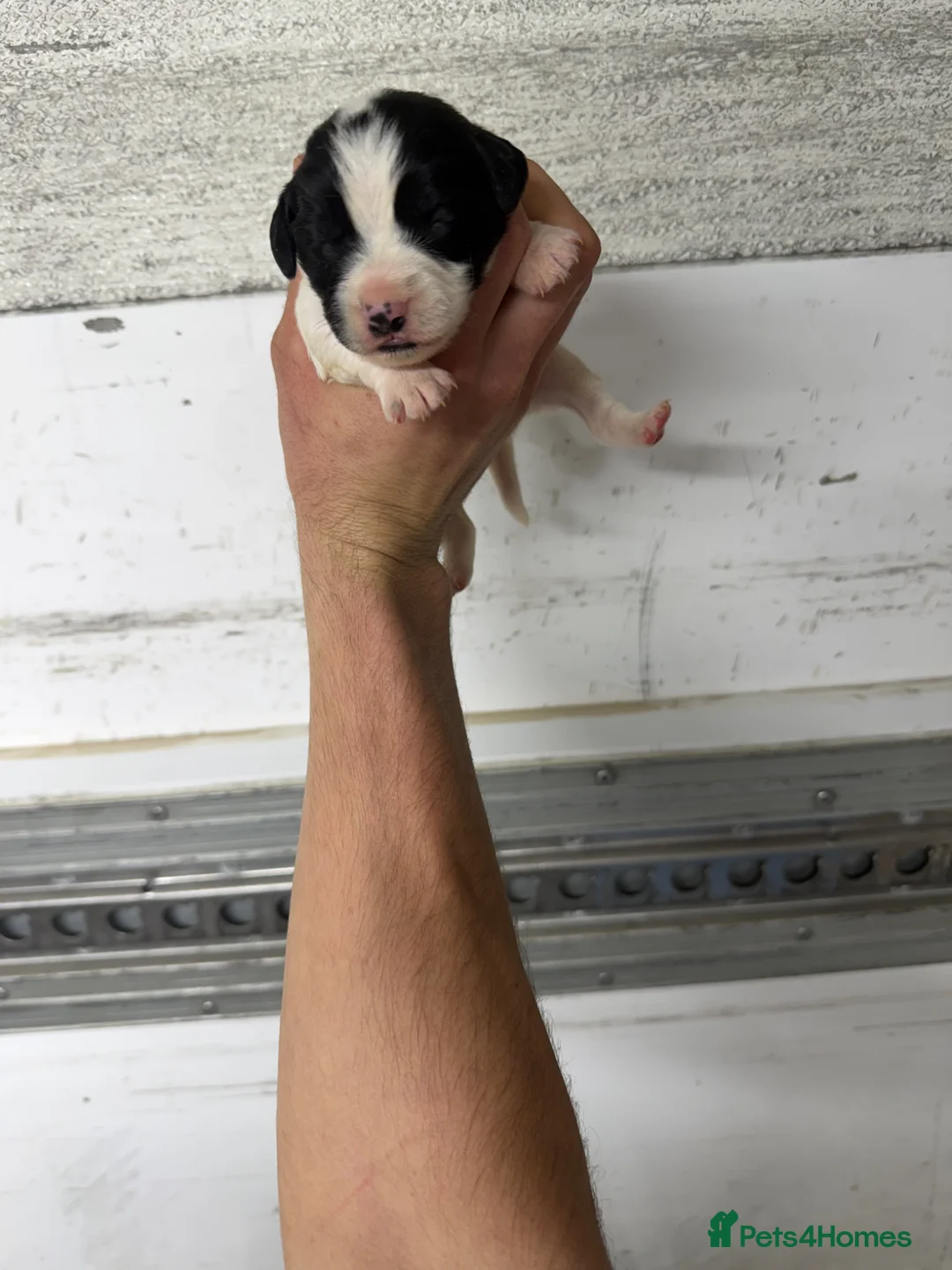 Mixed Breed dogs for sale: Cockerjack  - Advert 2