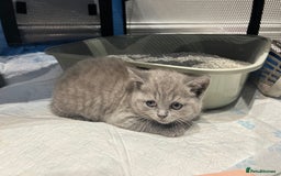 British Shorthair cats for sale: Beautiful British Shorthair Kittens  | From £500 - Image 1