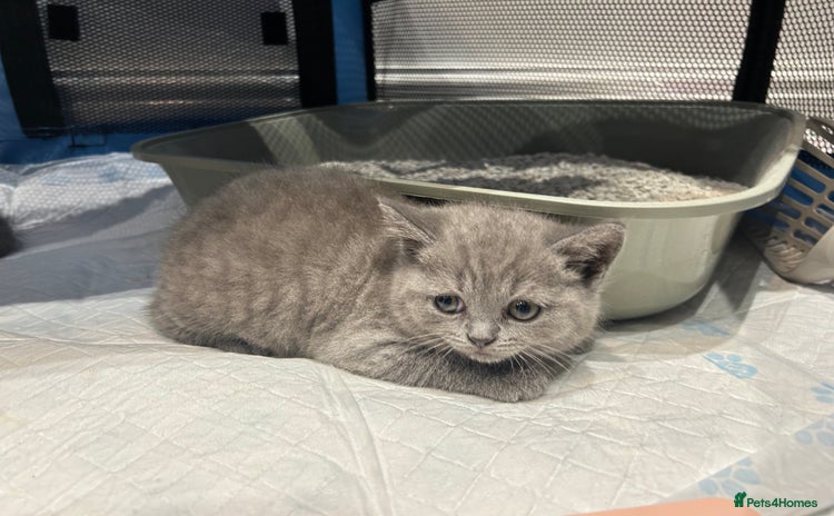British Shorthair cats - Advert 4