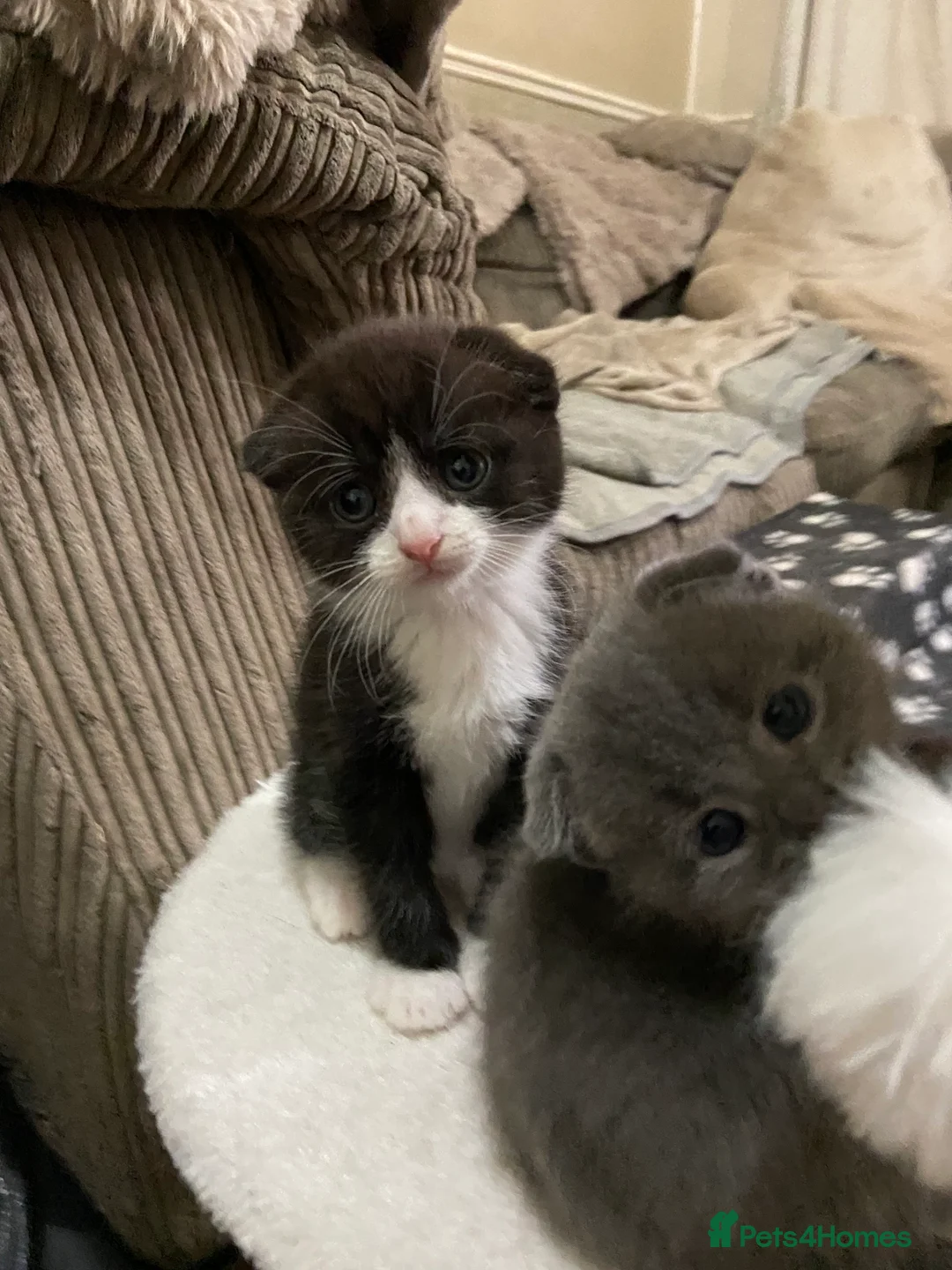 Scottish Fold cats for sale: Scottish Fold kittens for sale  - Advert 2