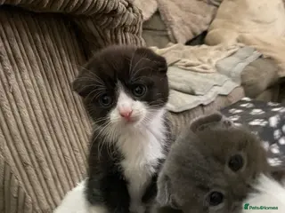 Scottish Fold cats Scottish Fold kittens for sale - Advert 6