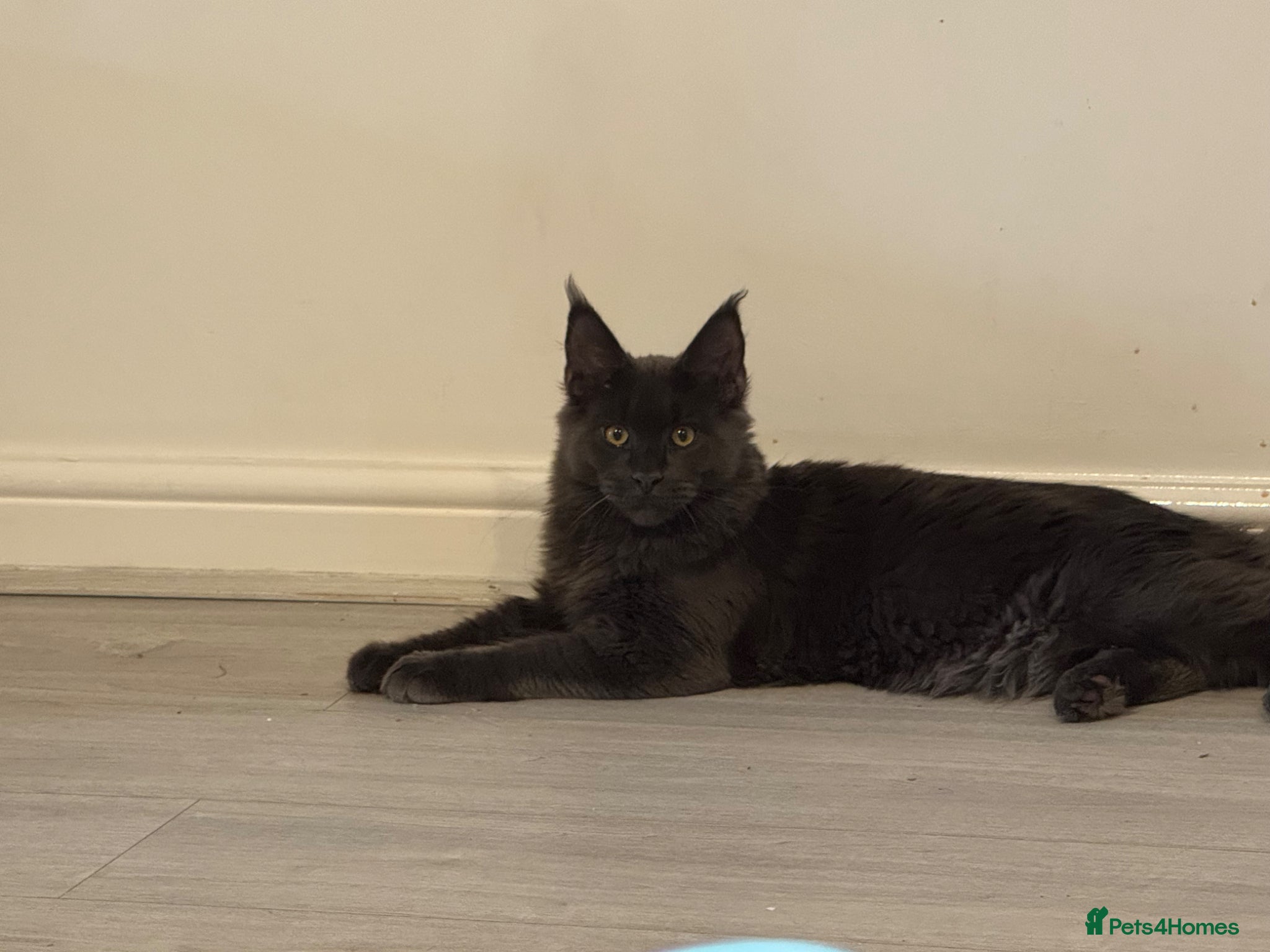 Maine Coon cats for stud: Mainecoon stud - Advert 5