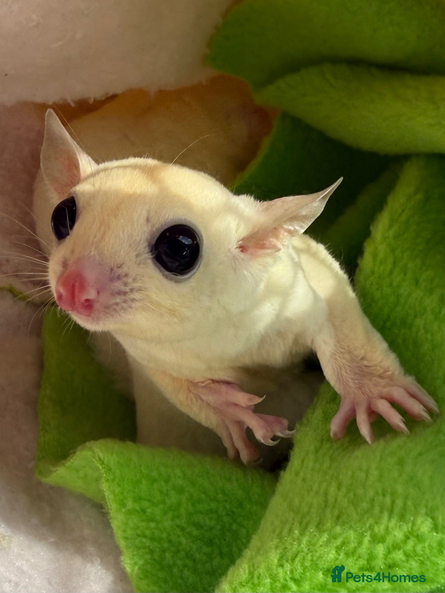 Sugar Glider rodents Stunning female sugar glider - Advert 1