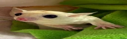 Sugar Glider rodents for sale: Stunning female sugar glider - Advert 1