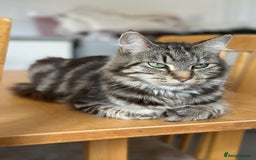 British Longhair cats for sale:  British longhair kittens 3 male 1 female  - Image 37