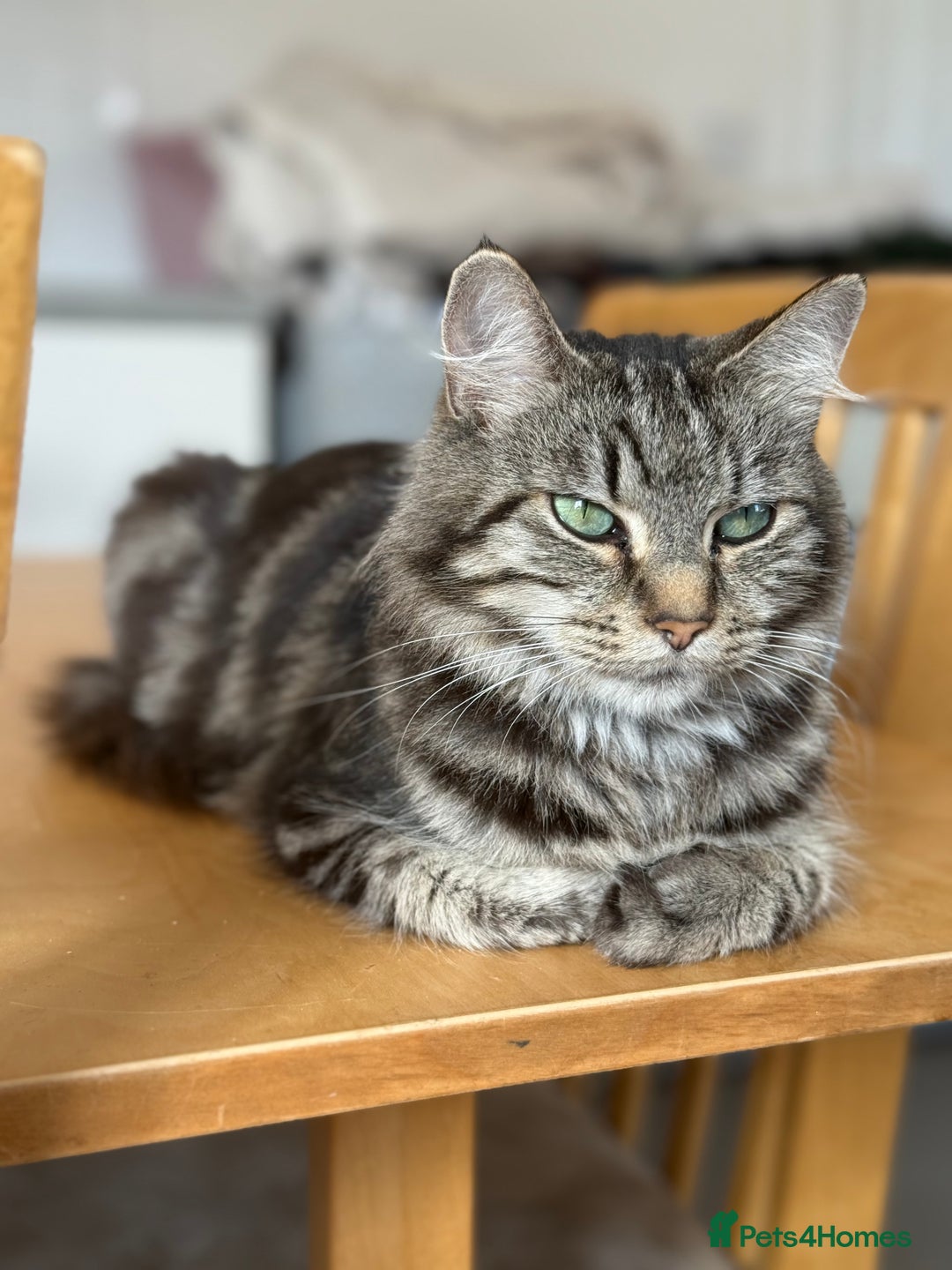 British Longhair cats for sale:  British longhair kittens 3 male 1 female  - Image 37