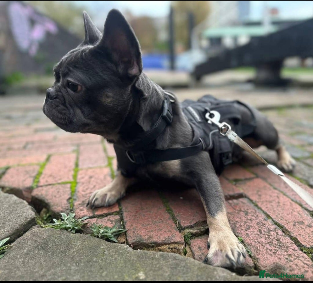 French Bulldog dogs for sale: French Bulldog Girl – Loving Home Wanted  - Advert 2