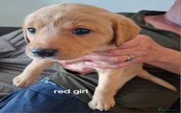 Labrador Retriever dogs for sale: Mix of fox red and yellow labrador puppies - Image 4