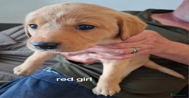 Labrador Retriever dogs - Advert 10