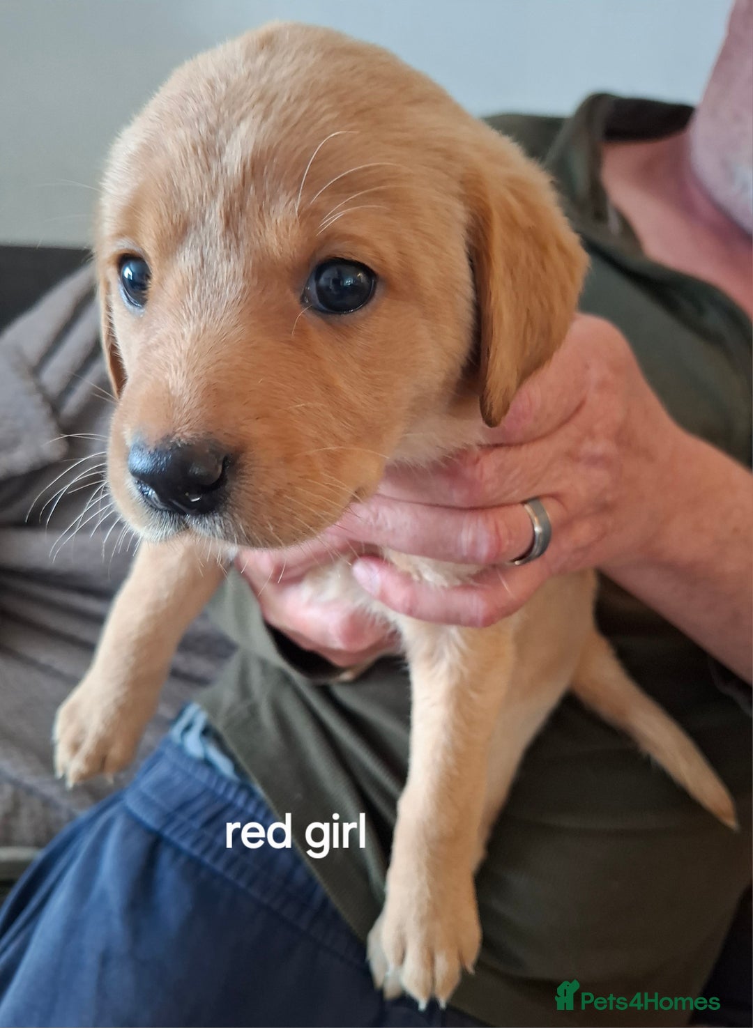 Labrador Retriever dogs for sale: Mix of fox red and yellow labrador puppies - Image 4