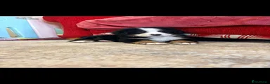 Bernese Mountain Dog 6