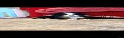 Bernese Mountain Dog dogs for sale: Kc reg bernese mountain pup's  - Advert 6