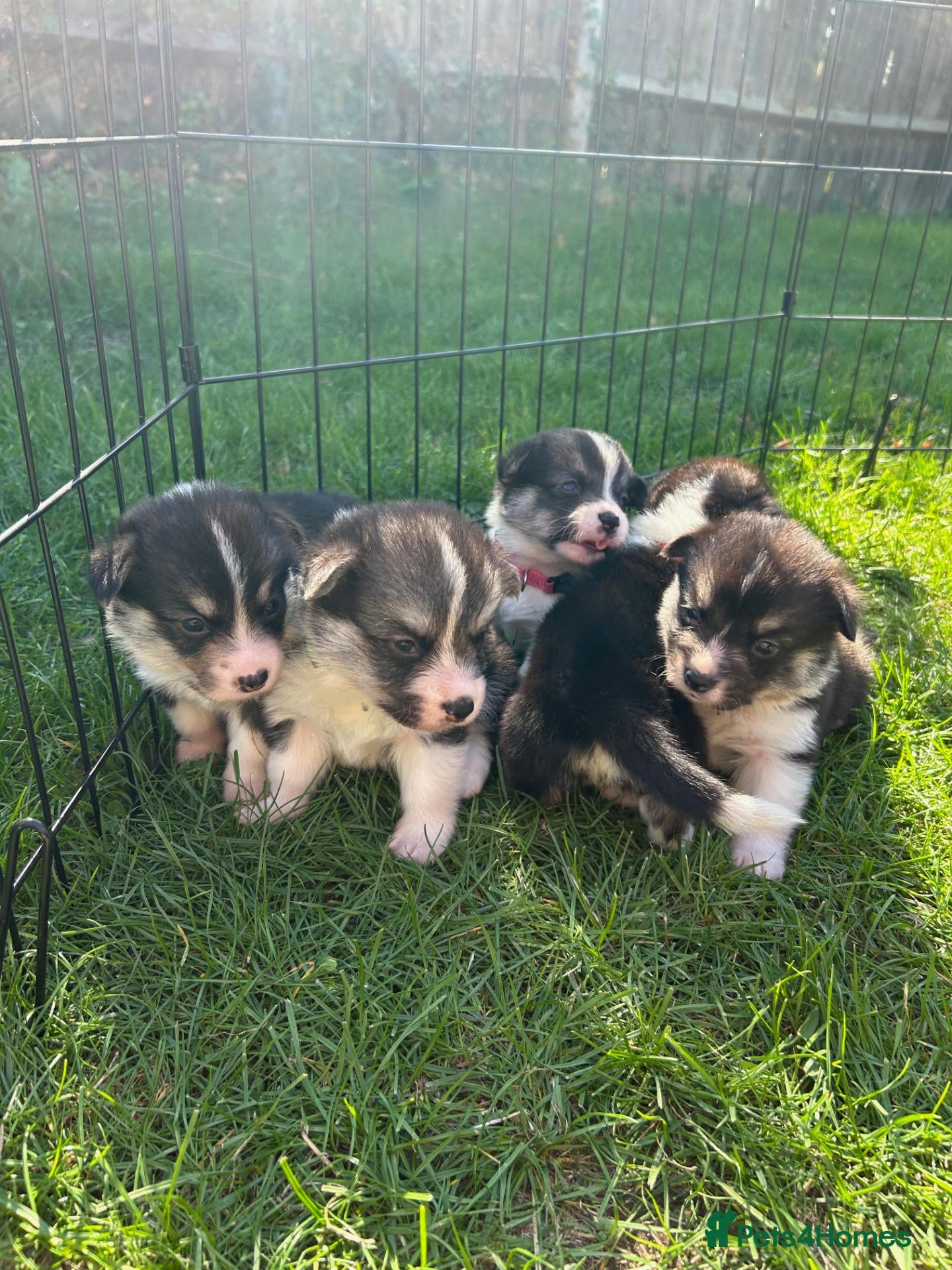 Welsh Corgi Pembroke dogs 6 beautiful corgi puppies - Advert 4