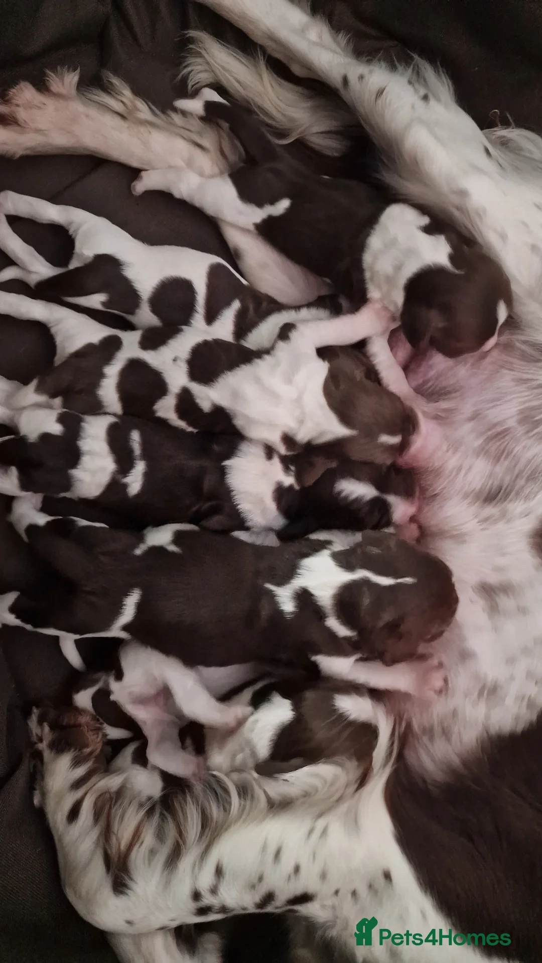 English Springer Spaniel dogs for sale: Litter of 8 springer spaniel puppies  in Gerrards Cross - Advert 2