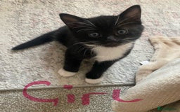 Mixed Breed cats for sale: BEAUTIFUL BLACK AND WHITE KITTENS READY TO LEAVE🐱 - Image 7