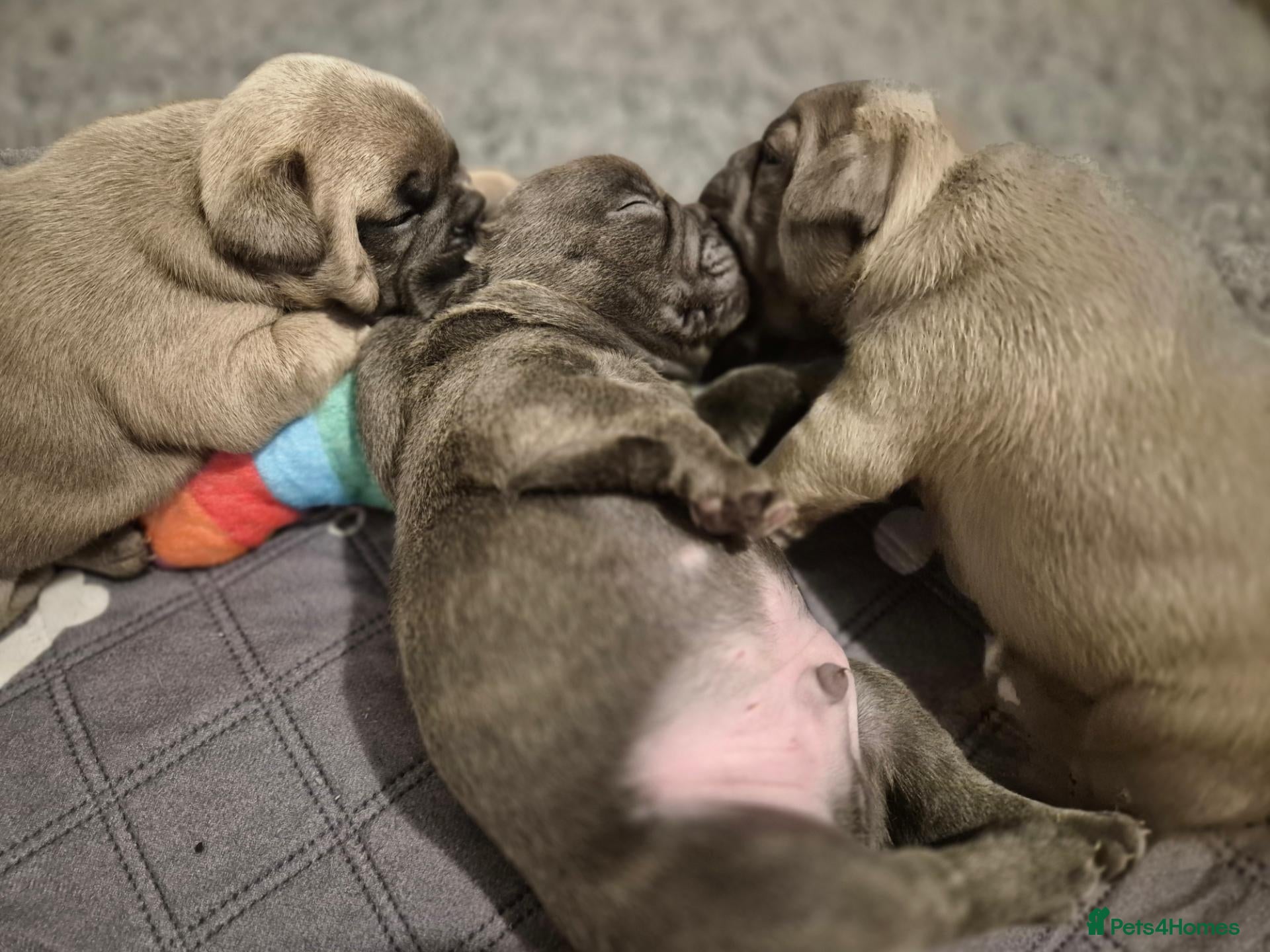 Mixed Breed dogs Boston Terrier x french bulldog Hybrid - Advert 12