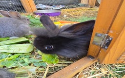 Lionhead rabbits for sale: 5 beautiful lion head cross bunny's  - Image 3