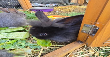 Lionhead rabbits - Advert 10