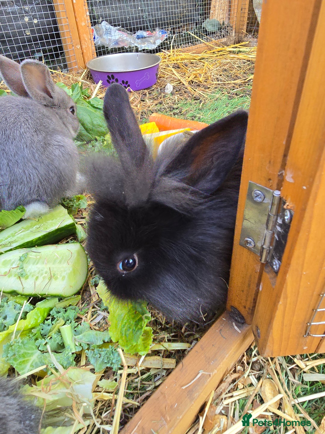 Lionhead rabbits for sale: 5 beautiful lion head cross bunny's  - Image 3