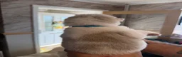 Akita dogs for sale: Akita pups  - Advert 36
