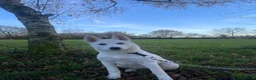Huskita dogs for sale: 9 Month Female in Bridgnorth - Advert 5