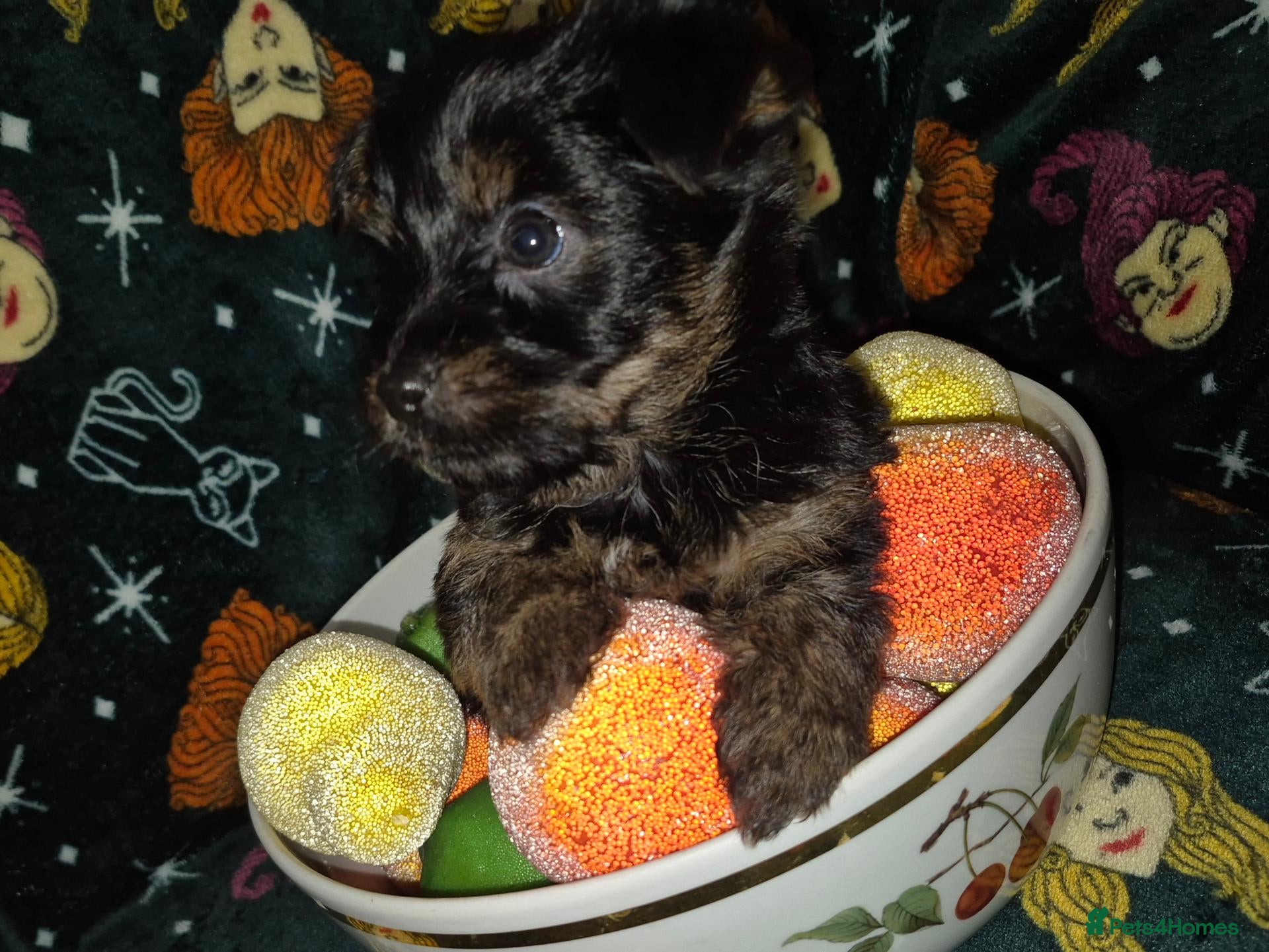 Yorkshire Terrier dogs Beautiful Miniture Yorkshire Terrier Puppys  - Advert 9