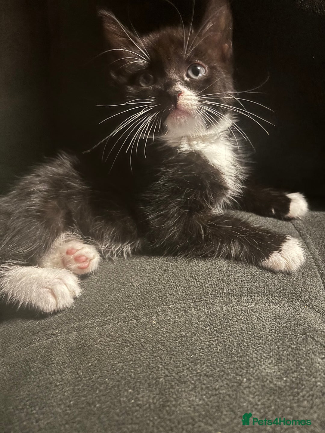 Domestic Shorthair cats for sale: Male kitten  - Image 2
