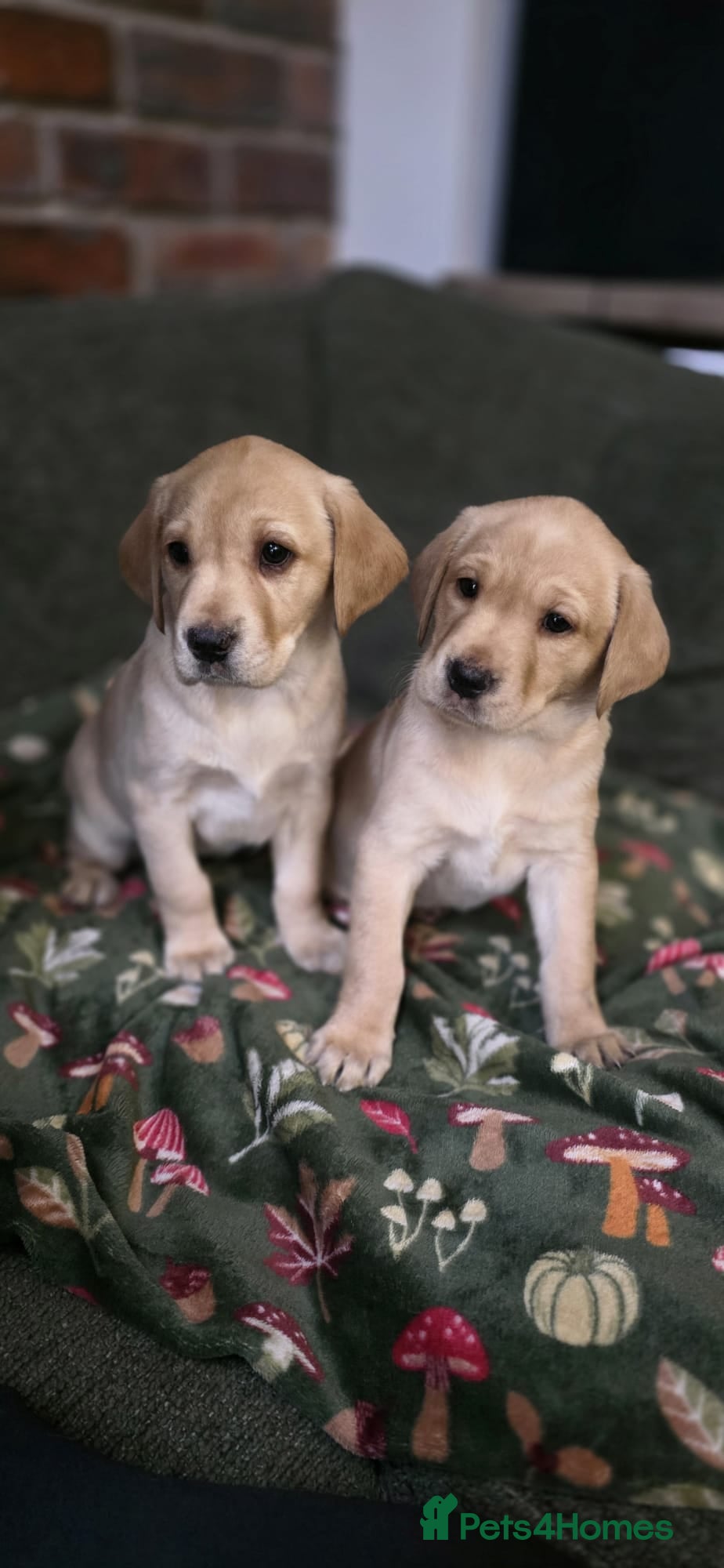 Labrador Retriever dogs Beautiful kc registered labrador pups for sale  - Advert 1