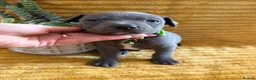 Staffordshire Bull Terrier dogs for sale: KC Blue Staffordshire bull terrier puppies  - Advert 15